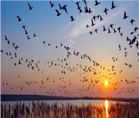 أمين عام خبراء البيئة العرب يكشف أسباب هجرة الطيور| فيديو