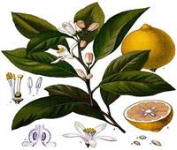 الليمون لعلاج التسمم.. سر مقدس للمصريين القدماء  