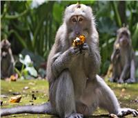 القرود تهاجم منازل القرويين في بالي بحثًا عن الطعام| صور