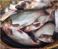 ضبط ٢٧ عبوة غذائية وأسماك منتهية الصلاحية فى البحيرة