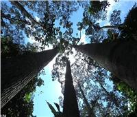 تقرير: ثلث أنواع أشجار العالم معرضة لخطر الانقراض