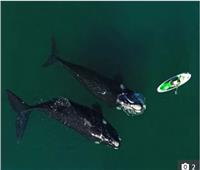 اللعب مع الحيتان في مياة الأرجنتين | صور