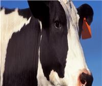«الزراعة» تكشف مدى تأثر مصر بـ«جنون البقر» البرازيلي