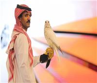بيع أغلى صقر في العالم بقيمة 466 ألف دولار في المزاد الدولي في السعودية