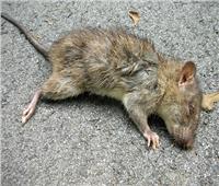 فئران ميتة..خرافات وأساطير بمجاعة قادمة في روسيا.