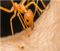 علماء يكشفون سر لدغات النمل «المؤلمة».. وعلاقتها بالزنك