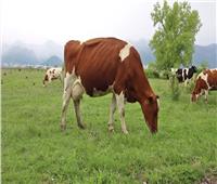 بسبب جنون البقر.. السعودية تحظر واردات اللحوم من البرازيل