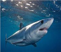 أستاذ جراحة القلب: سمك القرش تأكل الإنسان «صدفة» والسباحة بجوارها مفيدة | فيديو