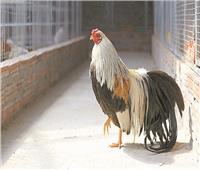 «لامبورجينى» أغلى دجاج فى مصر