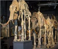 عاش قبل أكثر من 150 قرنا.. العثور على عظام حيوان يشبه الفيل 