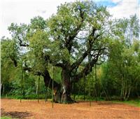 أغلى 5 أشجار تاريخية.. إحداها يعود تاريخها إلى 2200 عام