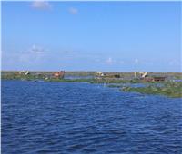 بحيرة المنزلة: إزالة 35 ألف فدان تشمل تعديات وورد نيلي | فيديو