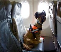 يحجز مقصورة رجال الأعمال كاملة على متن طائرة لـ«صديقه الكلب»