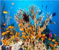 خبير بيئي يوضح خطورة انخفاض مساحة الشعب المرجانية على الكائنات البحرية