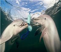 الصفير ساعد العلماء في حل شيفرة أصوات الدلافين 