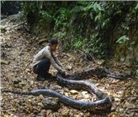 الإمساك باكبر ثعبان في إندونسيا..طوله 30 قدم