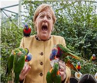 صور| الطيور تقف على رأس أنجيلا ميركل خلال زيارتها لمنتزه شمال ألمانيا