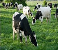 «الزراعة»: تحسين سلالات الماشية لزيادة إنتاج الأعداد| فيديو