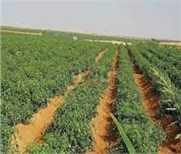 الزراعة: مشروعات الاستصلاح بمصر لم تحدث خلال 60 عاما .. فيديو