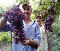 «الزراعة»: العنب يحتل المرتبة الرابعة فى صادرات المنتجات الزراعية