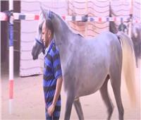 محافظ الشرقية يكشف تفاصيل مهرجان الخيول العربية 