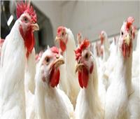 الثروة الحيوانية: الاكتفاء الذاتي للدواجن تراجع بسبب إنفلونزا الطيور