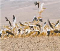 «منال» تترك الهندسة لمراقبة الطيور المهاجرة: هدفنا الحفاظ على الأنواع النادرة