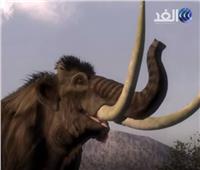 طفل يعثر بالصدفة على "سن متحجر" لحيوان عاش على الأرض منذ 12 ألف عام |فيديو 