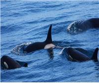 يصطاد الثدييات الكبيرة.. «الحوت القاتل» يفضل المياه العميقة