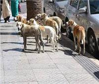 «27 نوفمبر» الحكم في دعوى منع إستخدام سم «الأستركينين» في قتل الكلاب 