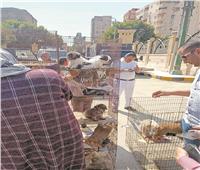 إنقاذ «فئران وعصافير» نادرة قبل بيعها بسوق الجمعة