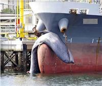 سفينة حاويات تقتل حوتا يزن 5 أطنان في اليابان