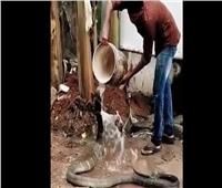 هندي يحمم ثعبان كوبرا ضخما.. ويروي ظمأه| فيديو