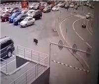 بالفيديو.. خنزير بري يحاول اقتحام متجر في بطرسبورج