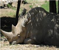نفوق أكبر حيوان وحيد قرن أبيض في العالم في إيطاليا