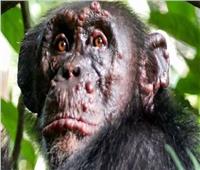 أحدث الاكتشافات العلمية.. رصد الجذام في الشمبانزي 