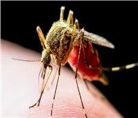 البعوض من أخطر الحشرات حول العالم .. يقتل 750 شخصاً سنويا