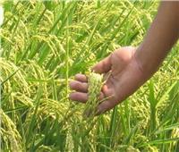 «حمدي موافي»: استنباط أرز بسمتي ينافس الصيني والباكستاني
