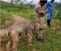 «الحب بلا لغة» .. فيل رضيع يعانق حارس غابة أعاده لأمه