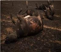 مصرع شخص.. ونفوق 16 رأس ماشية في حريق هائل بـ«المنيا»