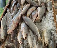 ضبط 8 أطنان أسماك مجهولة المصدر قبل طرحها بالأسواق في القليوبية
