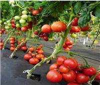 أسباب تساقط أزهار محصول الطماطم.. وطرق الوقاية منها 