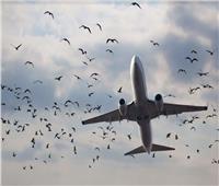خاص| سرب طيور يجبر طائرة مصر للطيران على الهبوط