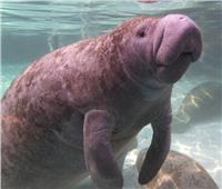 مهددة بالانقراض.. «الدوجونج» أفيال البحر الأحمر