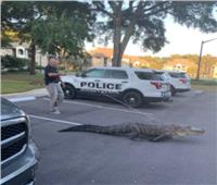 واقعة مرعبة.. الشرطة الأمريكية تلقي القبض على تمساح في الشارع