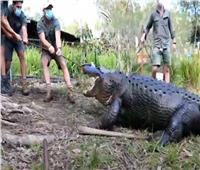 12 حارسًا يحاولون نقل تمساح عملاق من بحيرة في أستراليا |فيديو