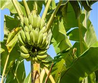 «الزراعة»: توصيات وإرشادات لمزارعي محصول الموز خلال نوفمبر