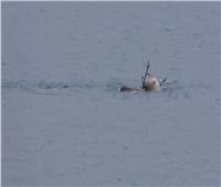 بالفيديو ..دب قطبي يصطاد «وعلا» عملاقا في البحر