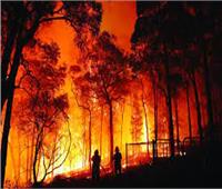 علام: حرائق الغابات تهدد التربة الزراعية 