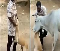 بقرة تدهس هنديا أرضا لإنقاذ كلب يعذبه بقسوة | فيديو